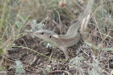 Lizard (Lacerta agilis) in summer steppe.