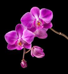 pink orchid