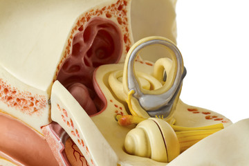 Anatomie des Ohres