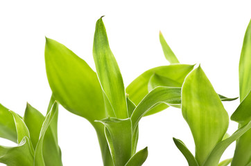 Obraz premium A lucky bamboo plant on a white background