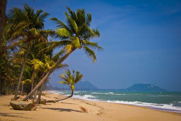 Fototapeta na wymiar Tropical Beach with Coconut Palm Trees