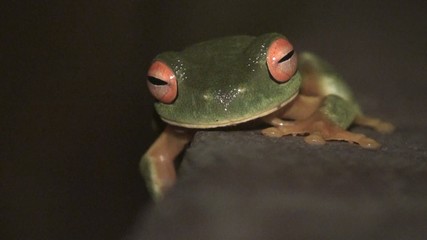 Dainty green tree frog