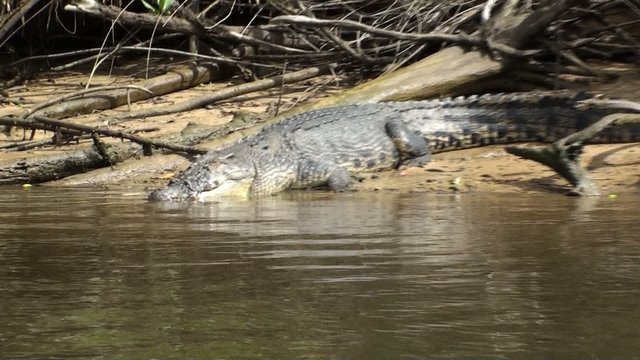 Giant Saltwater crocodile in the wild