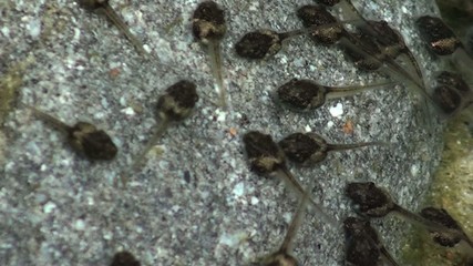 Tadpoles