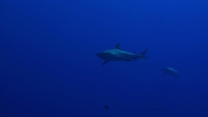 Coral sea sharks
