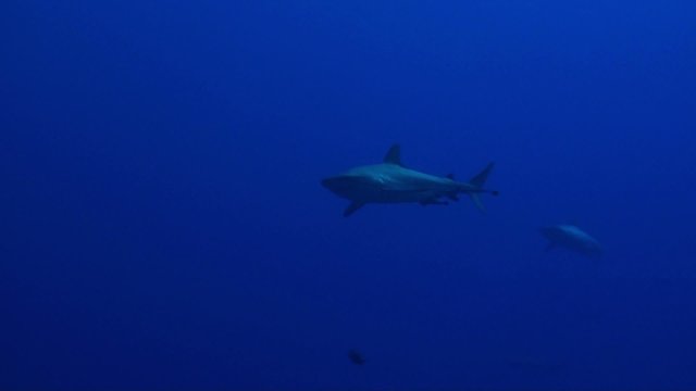 Coral sea sharks