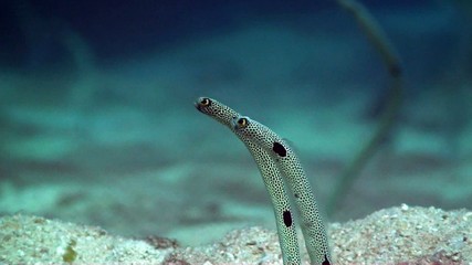 Garden eels medium shot