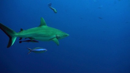 Grey whaler shark close
