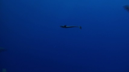 Whailer sharks silhouette in blue