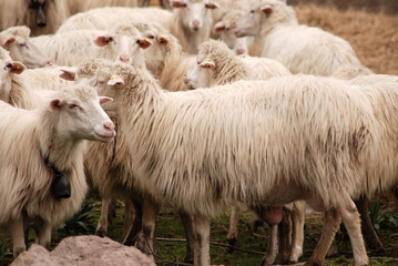 Obraz na płótnie Canvas Owce, Sardegna