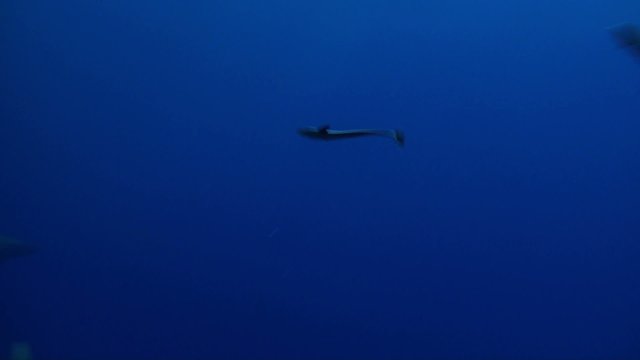 Whailer sharks silhouette in blue