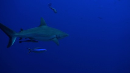 grey reef shark
