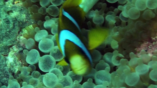 anemone fish.mpeg