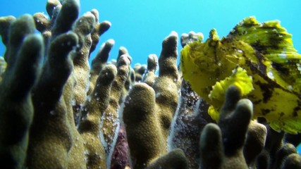 Leafy scorpion fish2