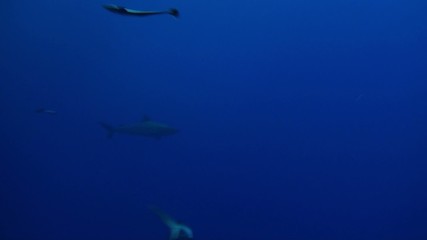 reef shark