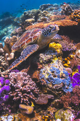 Zeeschildpad zittend op een kleurrijk rif onder water in Maleisië