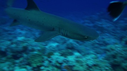 White tip reef shark
