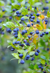 Myrtle berries on branches - obrazy, fototapety, plakaty