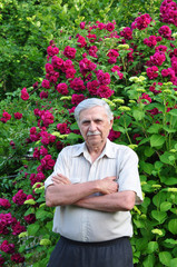 Old male gardener at the rose bush stands with folded arms