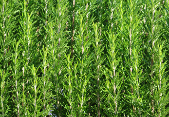 Rosemary natural background