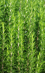 Rosemary spice close-up