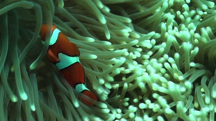 clown fish