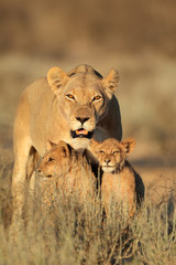 Naklejka premium Lioness with cubs