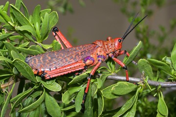 Pyrgomorphid grasshopper