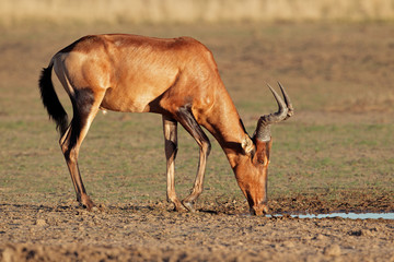 Red hartebeest drinking water