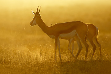 Springbok at sunrise, Kalahari desert