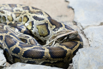 mesh python lies on stones
