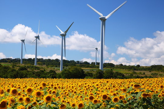 Sunflower field with windmill