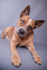 Red Heeler mit schaut interessiert