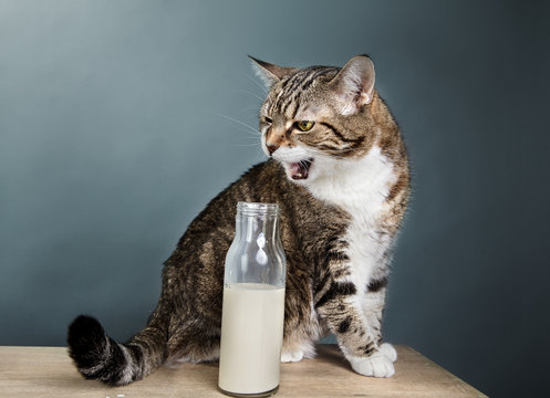 Cat and Milk Bottle