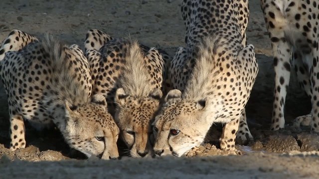 Alert cheetahs drinking water, Kalahari desert