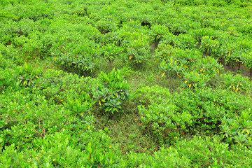 Fototapeta na wymiar Red Mangrove drewno w Hong Kongu