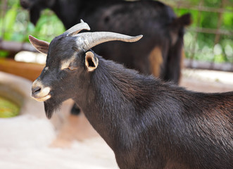goat in farm