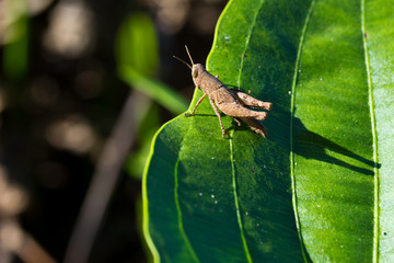 grasshopper on leaves
