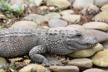 crocodile