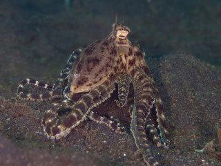  Mimic Octopus