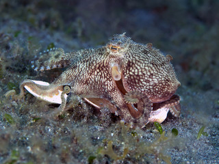 Mimic Octopus