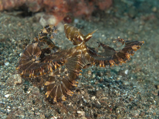 Wunderpus octopus