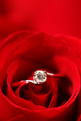 rose with ring