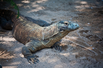 Fototapeta premium komodo dragon 