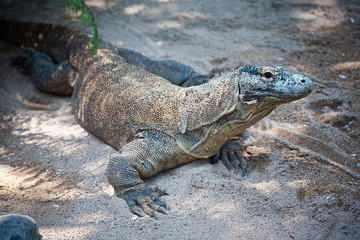 komodo dragon 