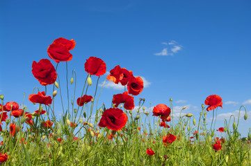 red poppies