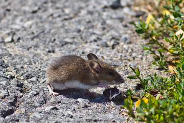 White-footed Mouse, wild