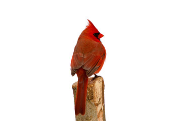 Male Northern Cardinal on perch isolated against a white background