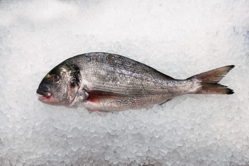 Dorade sur glace