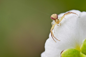 small spider on flower